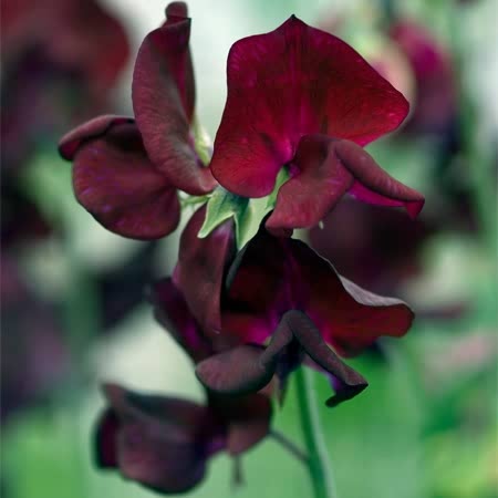 Sweet Pea Seeds 'Blackberry'