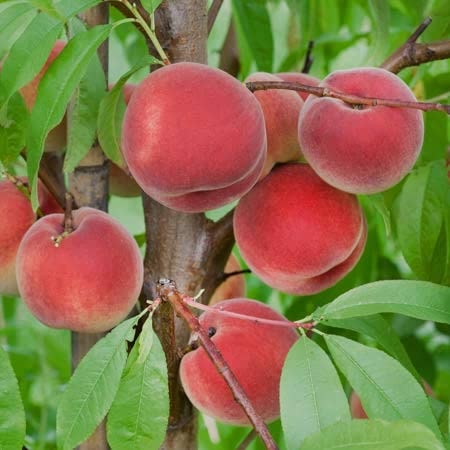 Peach Tree 'Peregrine'