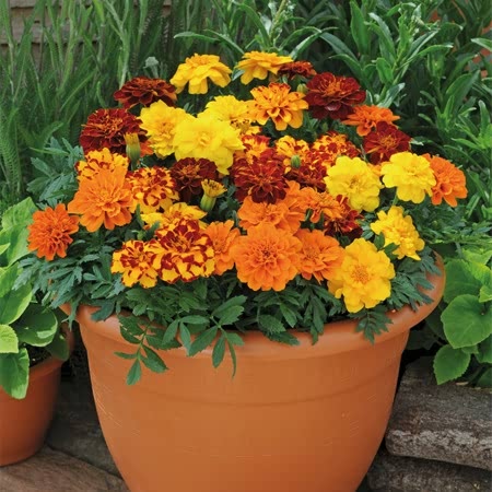 French Marigold Plant 'Durango'