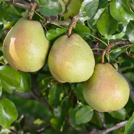 Pear Tree 'Doyenne du Comice'