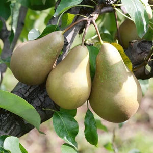 Comice Pear Tree for Sale - Buying & Growing Guide 