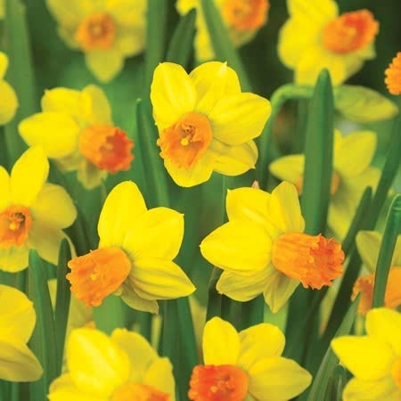 Narcissus 'Jetfire' - 50 Bulbs