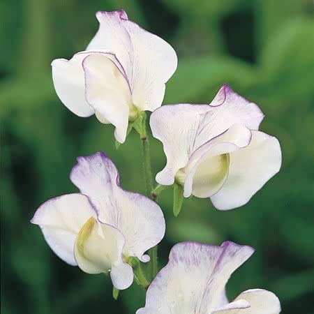 Sweet Pea Seeds 'Romeo'