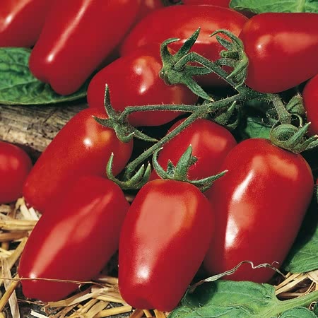 Tomato 'Tropical Ruby' x3 - Mid Apr Despatch | Buy Tomato Plants Online ...