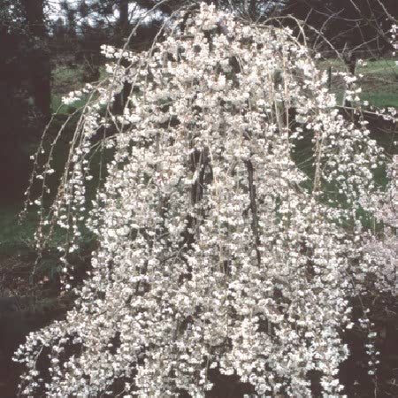 Flowering Cherry Tree 'Snow Showers'