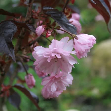 Flowering Cherry Tree 'Royal Burgundy'