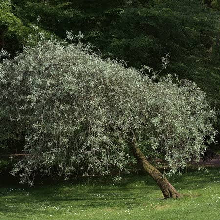 Weeping Pear Tree 'Pendula'