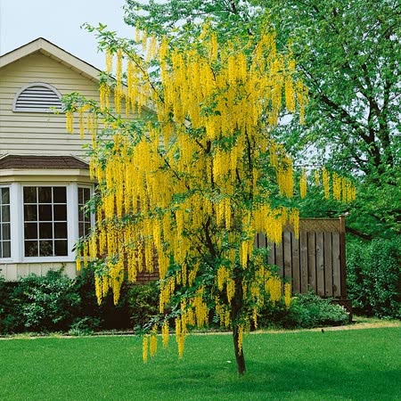 Golden Chain Tree | Marshalls Garden