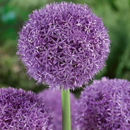 Allium 'Globemaster' - 15 Bulbs