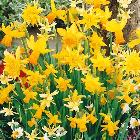 Narcissus Fragrant Species Mixed - 100 Bulbs