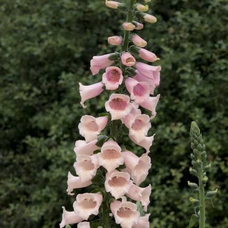 Digitalis Plant 'Dalmatian Peach'