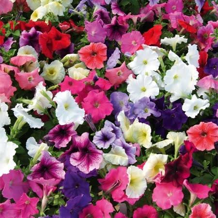 Petunia Plant 'Frenzy Mirage Mixed'