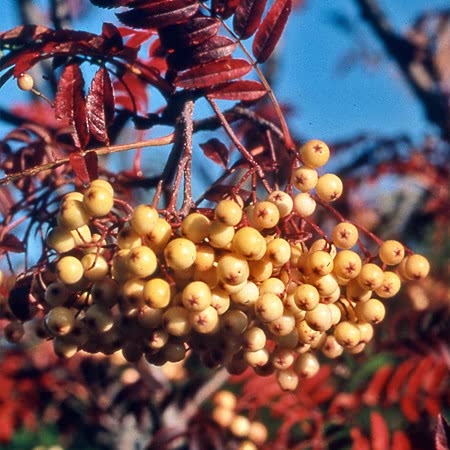 Mountain Ash Sorbus Aucuparia Tree 'Joseph Rock'