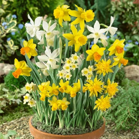 Dwarf Narcissus Species Mixed - 150 Bulbs