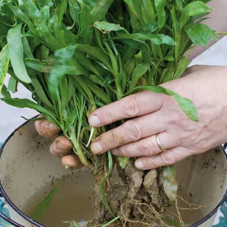 Sweet William Plant 'Heritage Mix Bare Root'