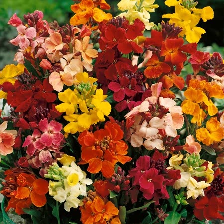 Wallflower Plant 'Tall Mixed Bare Root'