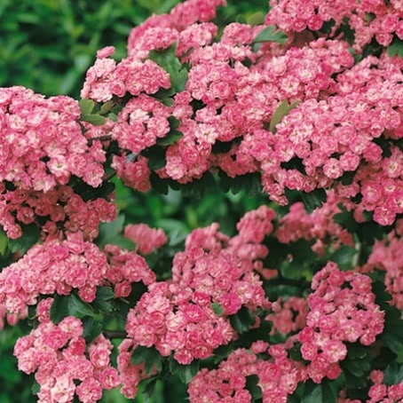 Hawthorn Tree 'Paul's Scarlet'