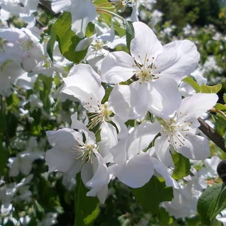 Crab Apple Tree 'John Downie'