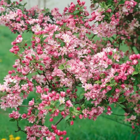 Crab Apple Tree 'Pink Perfection'