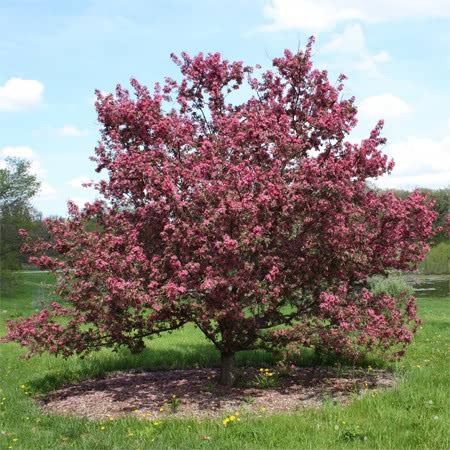 Crab Apple Tree 'Royalty'