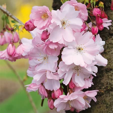 Flowering Cherry Tree 'Fragrant Cloud'