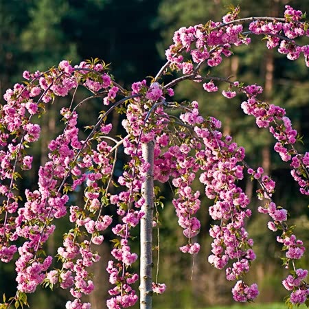 Flowering Cherry Tree 'Kiku-Shidare-Zakura'