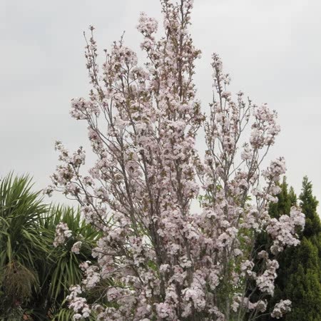 Flowering Cherry Tree 'Amanogawa'