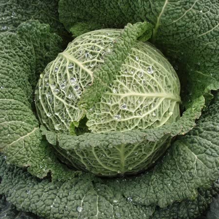 Cabbage Plant 'Supervoy'