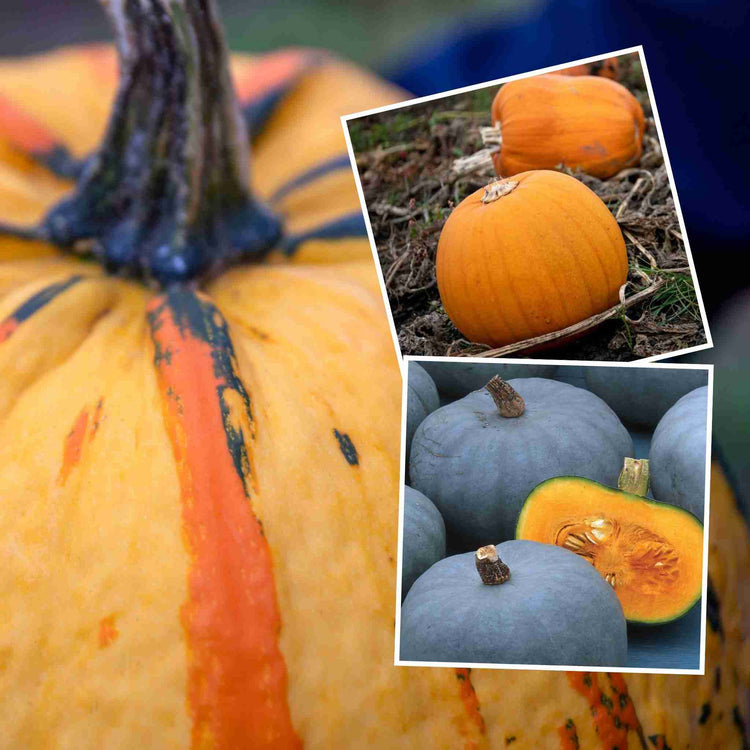 Pumpkin Plant 'Halloween Collection'