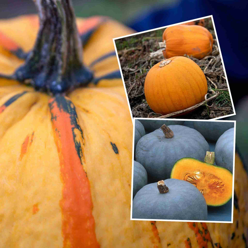 Pumpkin Plant 'Halloween Collection'