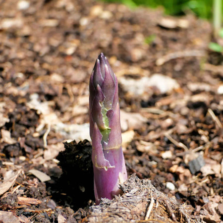 Asparagus Crowns 'Erasmus'