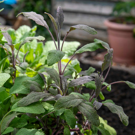 Sage Plant 'Purple Salvia Officinalis Purpurascens'