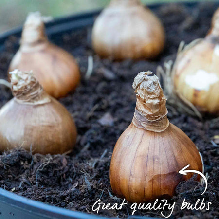 Daffodil Bulbs 'Pheasant's Eye'