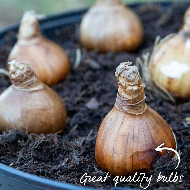 Daffodil Bulbs 'Yellow Cheerfulness'