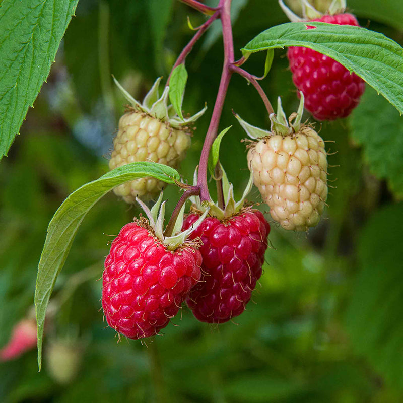 Raspberry Plant 'Glen Mor'