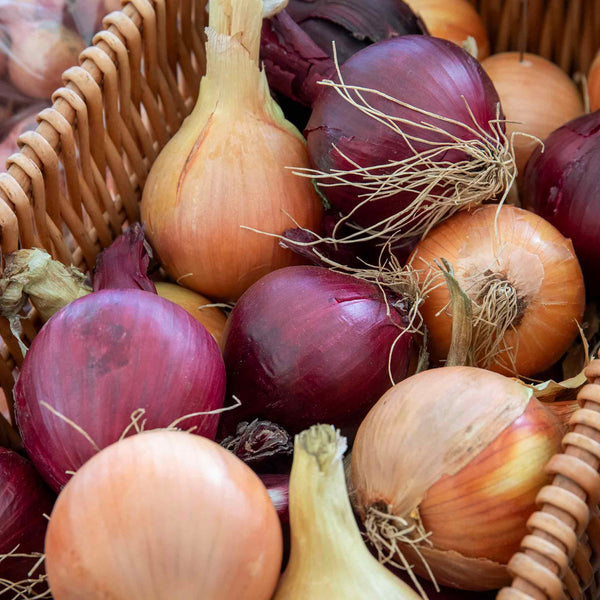 Spring Planting Onions Duo Pack