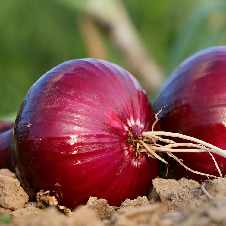 Onion Sets 'Red Winter'