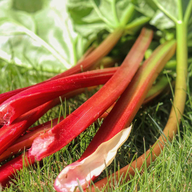 Rhubarb Plant 'Raspberry Red'