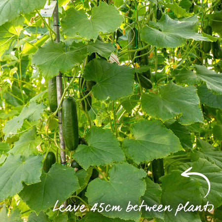 Cucumber 'Mini Muncher'