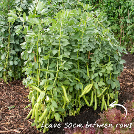Broad Bean Seeds Duo Pack