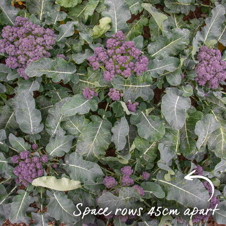 Broccoli Seeds 'Early Purple Sprouting Blend'