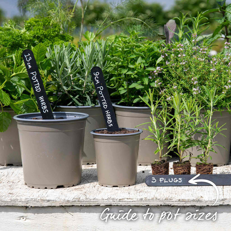 Rosemary Plant 'Salvia Rosmarinus'