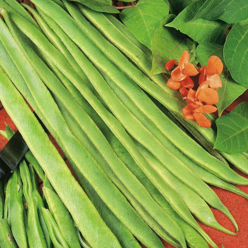 Runner Bean Seeds 'Polestar'