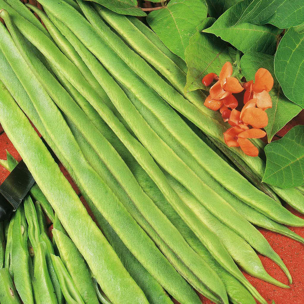 Runner Bean Seeds 'Polestar'