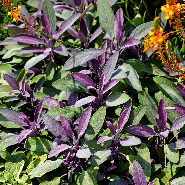 Sage Plant 'Purple Salvia Officinalis Purpurascens'