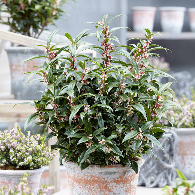 Sarcococca Hookeriana 'Winter Gem ®'