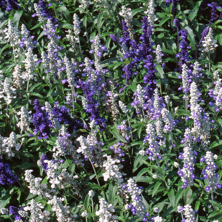 Salvia 'Farinacea Victoria Mixed'
