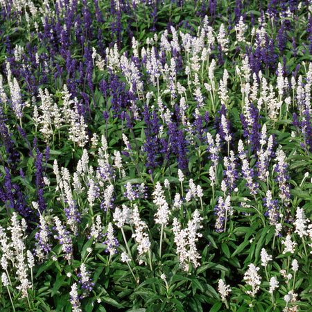 Salvia 'Farinacea Victoria Mixed'