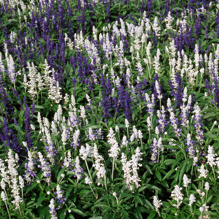Salvia 'Farinacea Victoria Mixed'