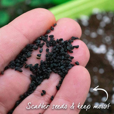 Leek Seeds 'Batter' F1